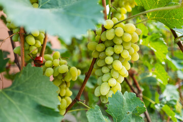 A bunch of white grapes between the grape leaves in a vineyard