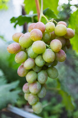A bunch of white grapes between the grape leaves in a vineyard