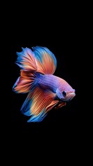Fototapeta premium Beautiful, colorful betta fish on a black background, with dynamic movement
