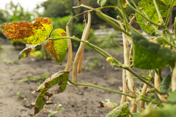 Ripe pods of kidney bean growing on farm. Bush with bunch of pods of haricot plant
