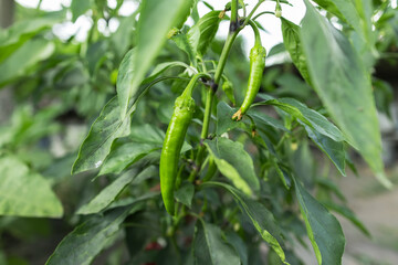 green chili pepper or chilli pepper ready to harvest on plant in garden