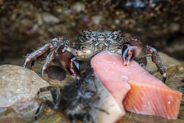 Sea crab sitting on a rock and eating fish. The fish is red.