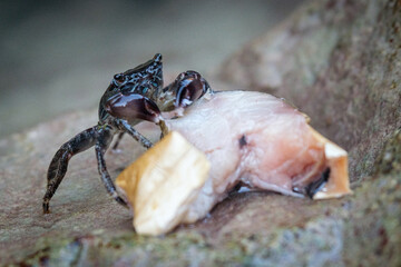 Sea crab sitting on a rock and eating fish. 