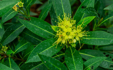 Xanthostemon chrysanthus, commonly known as golden penda, is a species of tree in the myrtle family Myrtaceae which is endemic to (found only in) north eastern Queensland, Australia.