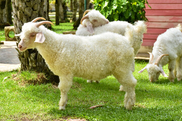 Fototapeta premium close up corriedale sheep in farm, cute animal wallpaper background