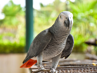 The grey parrot (Psittacus erithacus), also known as the Congo grey parrot or African grey parrot, parrot with green background sitting on the branch © Suphattra