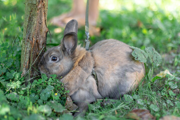 A red-haired domestic rabbit walks down the street. Pets concept.