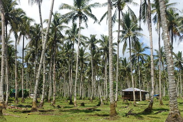 Obraz premium house in a palm tree forest 