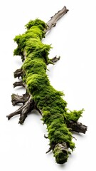 Naklejka premium Rotten Wooden Branch Covered with Green Moss Isolated on White Background
