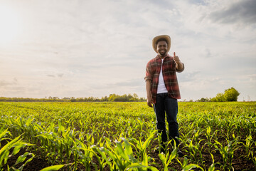 Fototapeta premium Young happy farmer is standing in his growing cornfield and showing thumb up. 