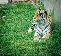 a Sumatran tiger resting
