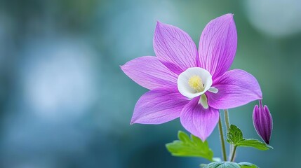 Fototapeta premium Pink Flower with Blurred Background