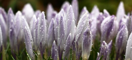 Big group of crocuses with not opened buds. In total in water drops after a rain.
