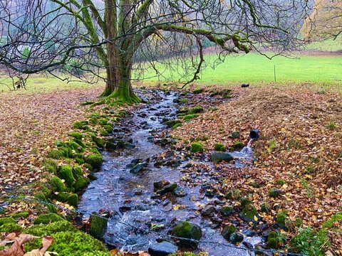Babbling brook running through moss-covered stones under a leafless tree in autumn