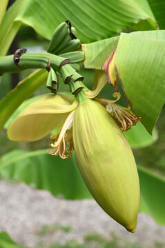 Image of banana inflorescence, partially opened