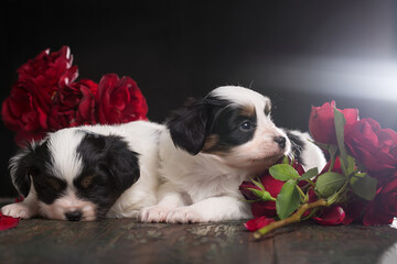 Two puppies on a wooden table next to a bouquet of red roses