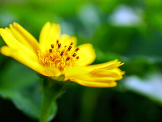 Pretty yellow creeping daisy flower, close-up of pollen yellow creeping daisy flower,  yellow creeping daisy flowers growing in spring