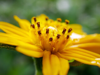 Pretty yellow creeping daisy flower, close-up of pollen yellow creeping daisy flower,  yellow creeping daisy flowers growing in spring