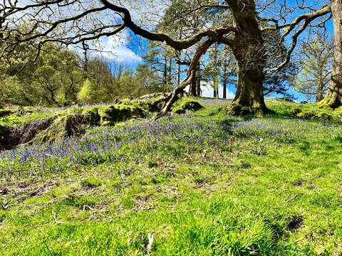 Open grassy area with a large, gnarled tree surrounded by wildflowers, under a bright blue sky.