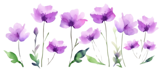 PNG  Purple flower lavender blossom nature.