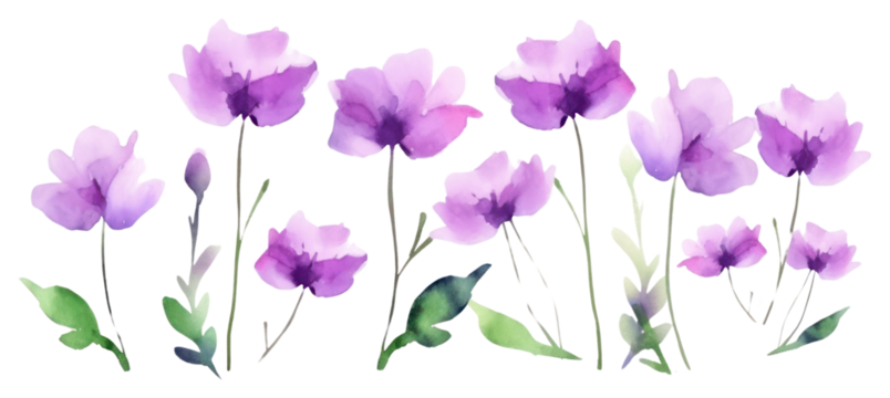 PNG  Purple flower lavender blossom nature.
