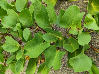 A series of Ipomoea pes-caprae plants with green leaves.