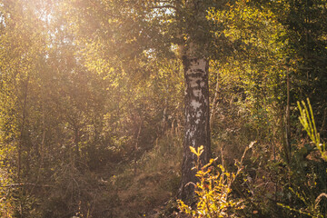 Abendsonne scheint im Wald