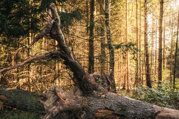 Goldene Stunde mit im Wald