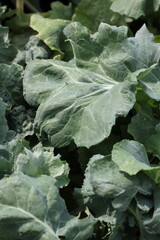 leaves of a cabbage plant
