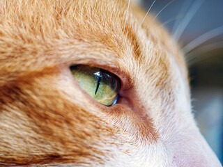 macro of eye cat shot, Extra close up shot of eye of a orange  cat