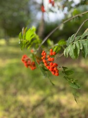 Bright red berries hanging on a leafy branch, set against a grassy field and soft natural light.
