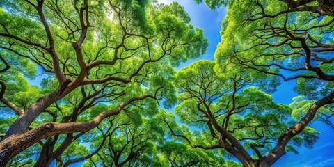 Fototapeta premium Lush green trees intertwine their branches against a clear blue sky, a serene scene of nature's harmony.