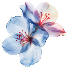 Aesthetic flower hibiscus blossom anemone.