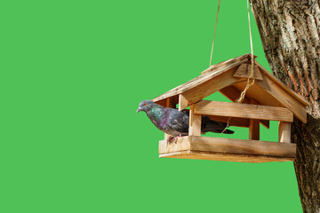 Colorful Pigeon Perched on a Wooden Birdhouse Against Green Background
