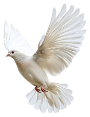 Obraz premium PNG Graceful white dove in flight