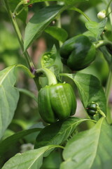 Typical pepper plant growing in the summer vegetable garden.