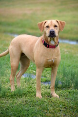 A large, light golden colored dog with short hair standing in a field of green grass.