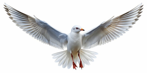 Obraz premium White bird in flight with open wings, alpha channel and cutout mask included