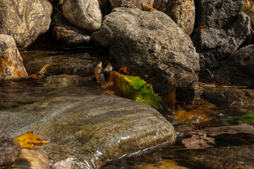 Close-up of fall leaves in a small river in the Bavarian forest in Germany