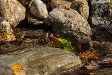 Close-up of fall leaves in a small river in the Bavarian forest in Germany