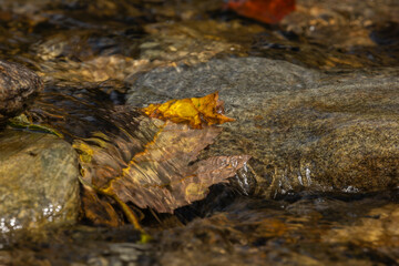 Close-up of fall leaves in a small river in the Bavarian forest in Germany