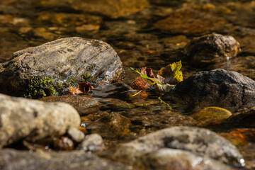 Close-up of fall leaves in a small river in the Bavarian forest in Germany