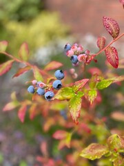 Dew-covered blueberries on a vibrant bush with red-tinted leaves, captured in soft natural light.