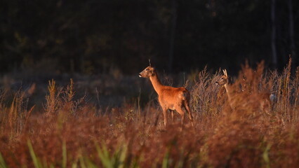 A female roe deer with her fawn stands in the grass in a clearing near a forest illuminated by the rays of the sun on an early autumn morning