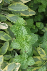 Typical mint plant growing in the summer vegetable garden.