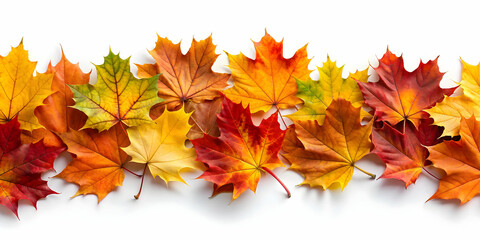 Fototapeta premium Autumn leaves frame isolated on white background, autumn, leaves, frame, isolated, white background, fall, foliage, nature