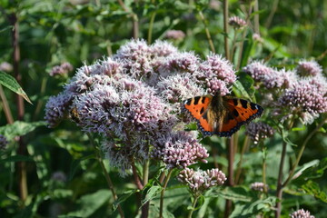 Orange butterfly on flowers