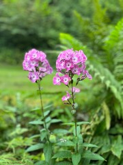 Delicate pink flowers standing tall against a backdrop of vibrant green foliage, radiating charm and natural beauty in a serene setting.