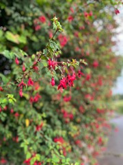 Vibrant red flowers blooming on a roadside bush, with blurred greenery and soft natural light in the background.