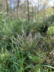 Small wildflowers growing amidst lush grass in a sunlit forest, creating a peaceful natural scene.